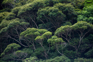 奄美, 照葉樹林の森