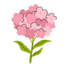 phlox subulata flower flat illustration