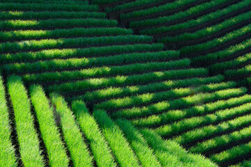 terasering majalengka, west java indonesia
