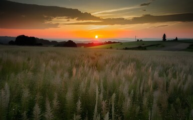 Obraz premium sunset over the field