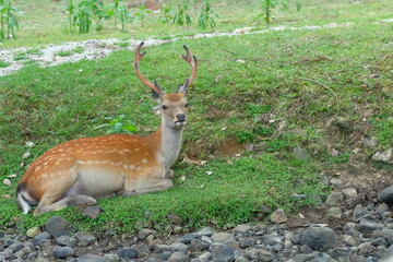 deer in green field, Nara, Japan	