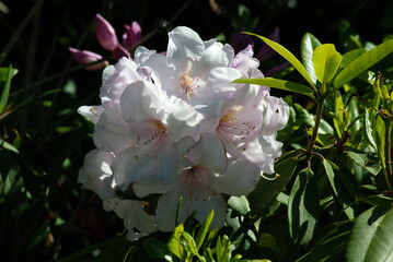 white rhododendron