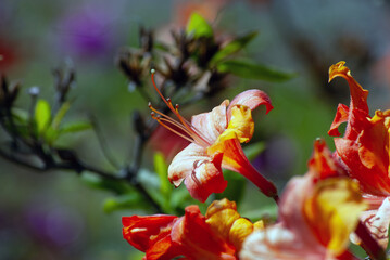 close up of orange flower