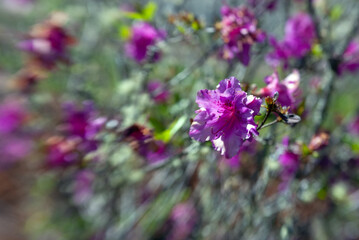 azaleas in the garden