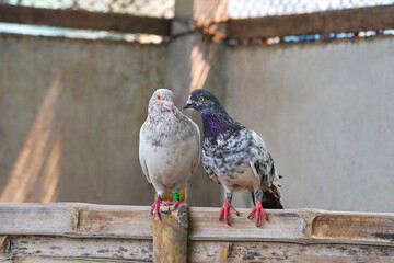 Pigeon Couple In Love (Pigeon Pairing)