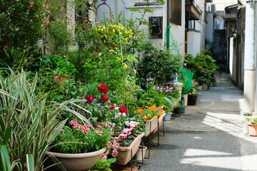 a lot of flower pods on street