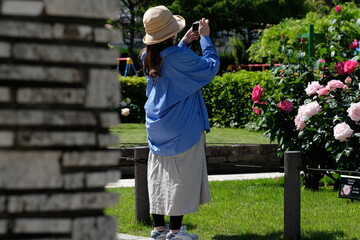 woman taking a phot in rose garden