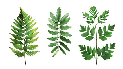 A set of isolated Mimosa green leaves, symbolizing growth and rejuvenation.