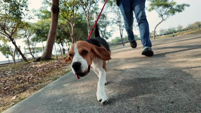 Pets owner and beagle dog walking, running, having fun outdoors in the park. Slow motion shot