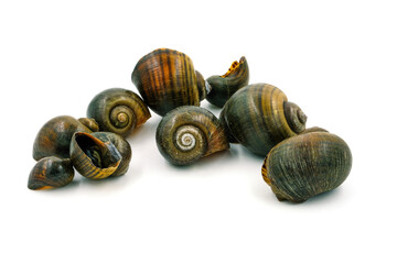Scallops on a white background