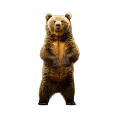 Obraz premium Close-up portrait of a brown bear cub isolated on white background