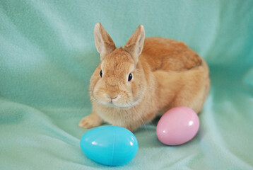 Cute Netherland Dwarf Rabbit celebrating Easter