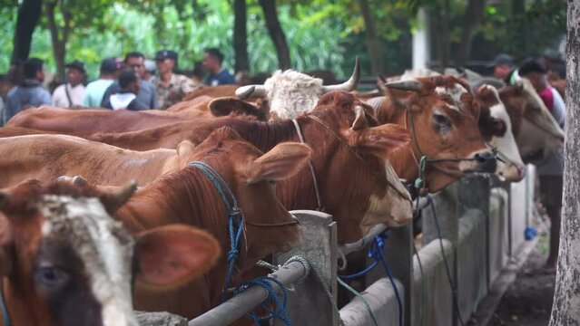 Cows at the animal market. Focus selected, Background blurred