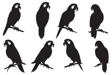 Obraz premium parrot silhouettes Vector Illustration