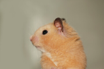 Adorable profile of a golden hamster