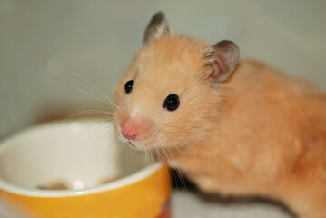 Golden hamster with hand over food bowl