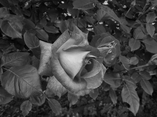 モノクロ写真のバラの花