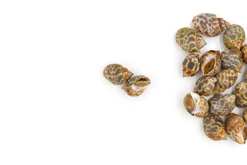 Roasted Sweet shellfish isolated on white background. Fresh seafood.