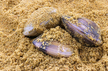 nature and summer holidays concept - Single quahog clam at low tide on the beach