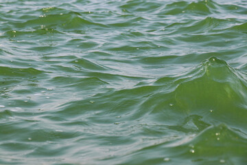 ocean water waves ripples. green water surface of the sea. background.
