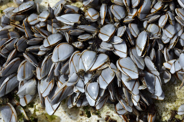 エボシガイ　漂着物　漂着したエボシガイ