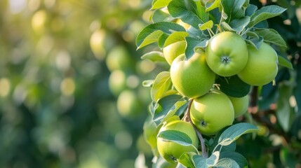Stunning Apples Displayed 