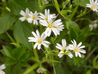 white chickweed in spring