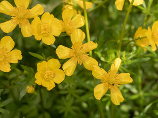 yellow buttercups in spring