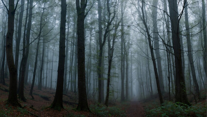 Obraz premium forest with tall trees and a path in between