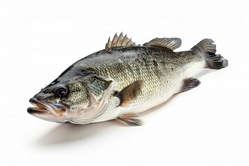 Fototapeta premium Bass fish, isolated on white