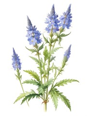 Naklejka premium Bugloss Flower Watercolor Plant Nature Art