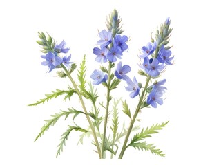 Naklejka premium Bugloss Flower Watercolor Plant Nature Art