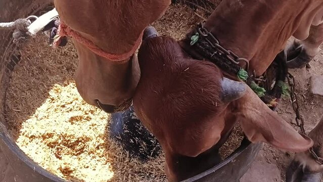 Two sahiwal and gyr cattles eating fodder together from the same pot. Zebu cattle young Indian cow sahiwal breed.