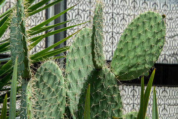 A cactus with spines is growing in a garden