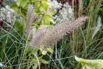 A bunch of grass with a few flowers in the background