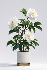 a potted camellia plant positioned off-center on a white surface, with glossy green leaves and delicate white blooms