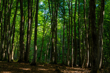 Obraz premium ブナの美人林