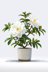 a potted camellia plant positioned off-center on a white surface, with glossy green leaves and delicate white blooms - obrazy, fototapety, plakaty