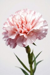 close-up shot of a single pink carnation flower against a clean white background, showcasing its intricate petals and delicate texture - obrazy, fototapety, plakaty