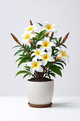 a white ceramic pot filled with Champa (plumeria) plants - obrazy, fototapety, plakaty