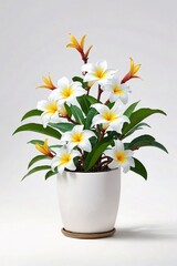 a white ceramic pot filled with Champa (plumeria) plants - obrazy, fototapety, plakaty