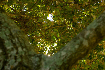 The beauty of nature