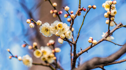 Plum blossoms outside Osaka, Japan