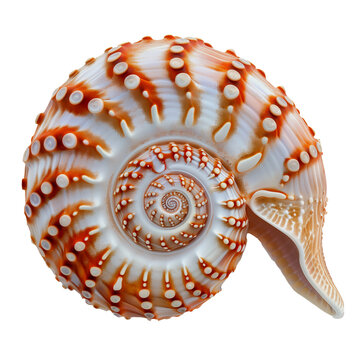 recommend clip art: nautilus shell isolated on background