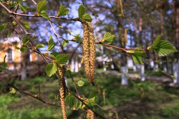 cones on the branch