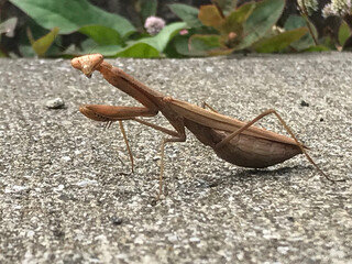 麦わら色のカマキリ