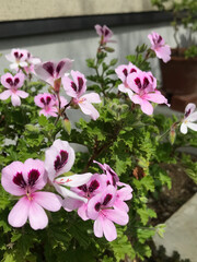 ローズゼラニウム