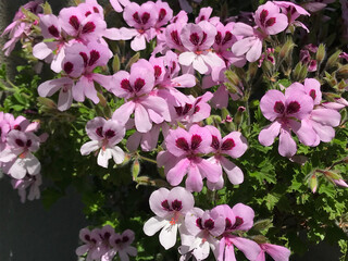 ローズゼラニウム