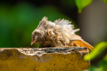 Yellow billed babbler