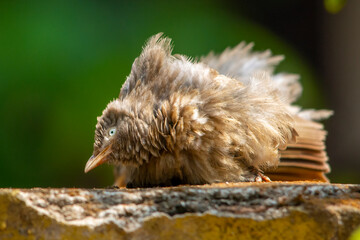 Yellow billed babbler